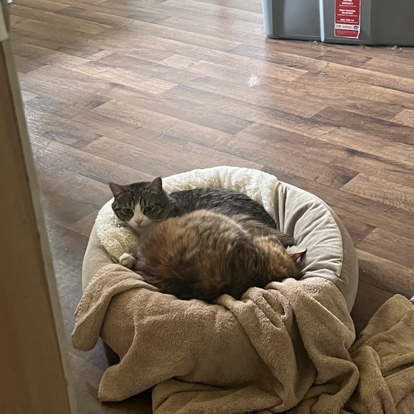 Pet friendly home - Picture 7 of 16